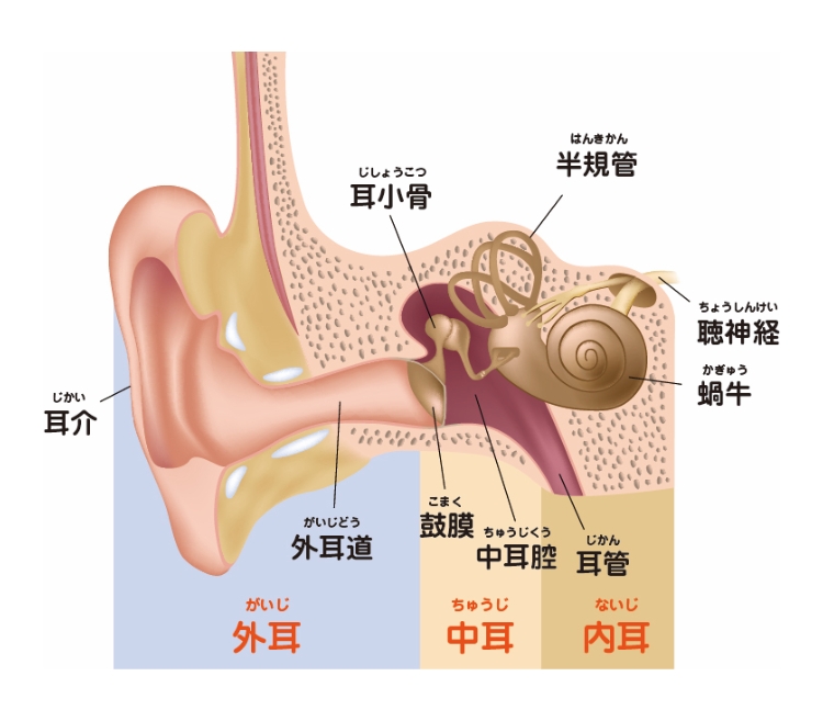 耳の機能について