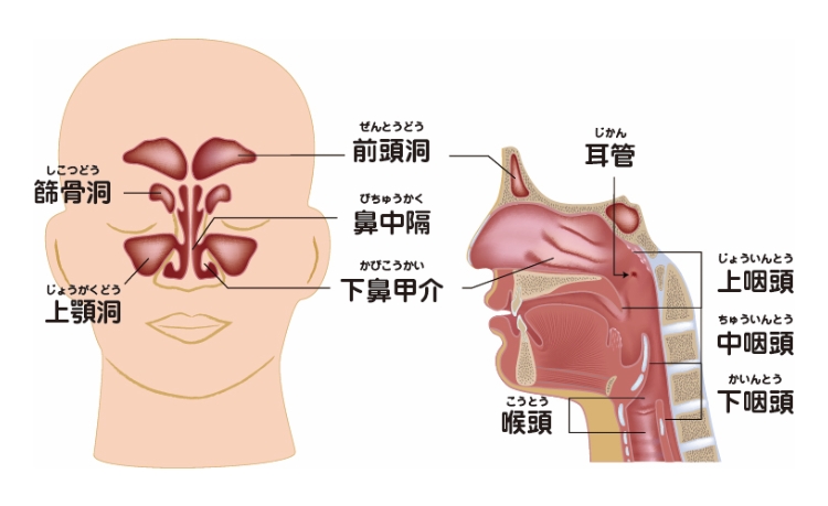 鼻・副鼻腔の機能・構造について