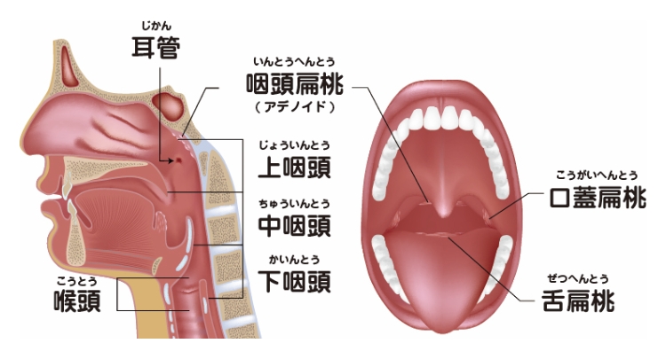 口腔・咽喉頭の機能・構造について