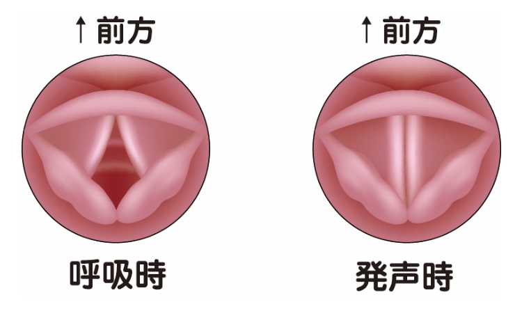 口腔・咽喉頭の機能・構造について