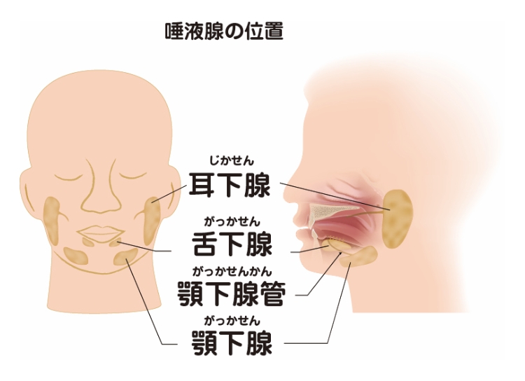 唾液腺の構造・機能について